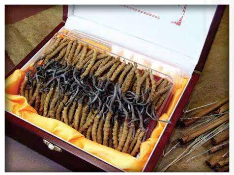 夏河冬虫夏草回收